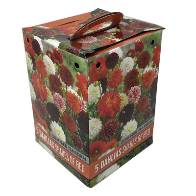 BOX 5 BULBI DI DAHLIA COLORE ROSSO Bulbi Primaverili Kapiteyn