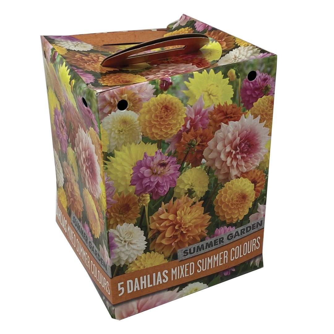 BOX 5 BULBI DI DAHLIA COLORI MISTI Bulbi Primaverili Kapiteyn