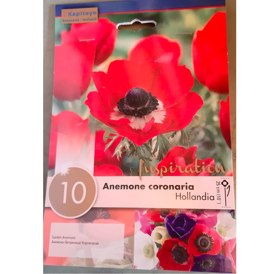 BULBI ANEMONE CORONARIA COLORE ROSSO
