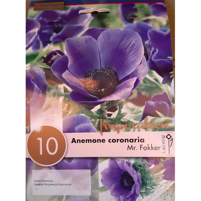 BULBI ANEMONE CORONARIA COLORE VIOLA Bulbi Autunnali Kapiteyn