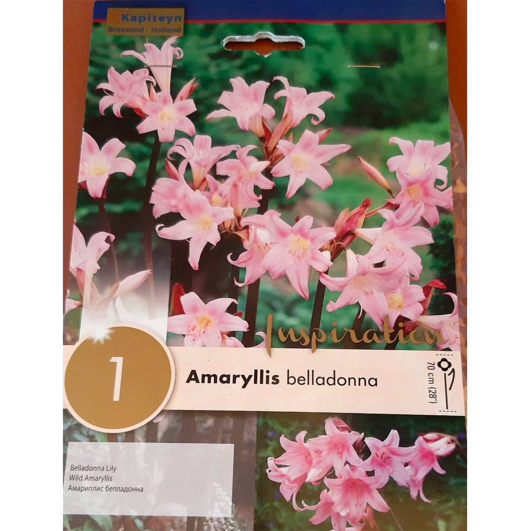 BULBI DI AMARYLLIS BELLADONNA Bulbi Autunnali Kapiteyn