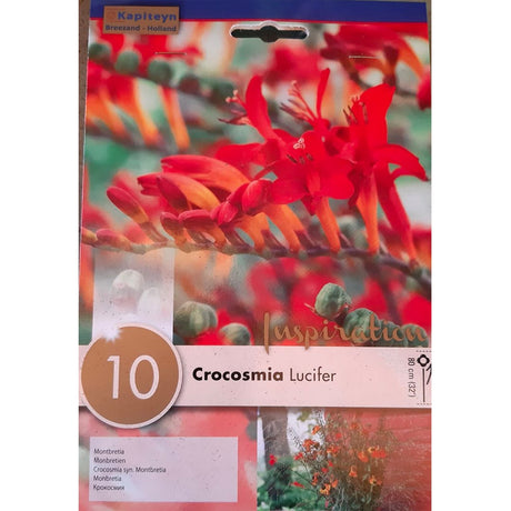 BULBI DI CROCOSMIA LUCIFER Bulbi Autunnali Kapiteyn