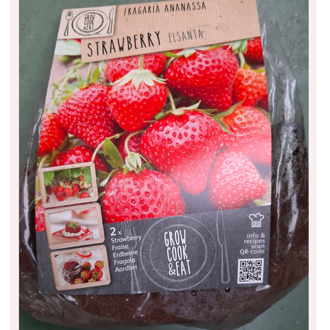 BULBI DI FRAGOLA ELSANTA