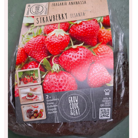 BULBI DI FRAGOLA ELSANTA