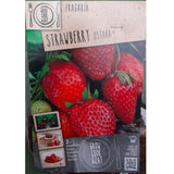 BULBI DI FRAGOLA OSTARA Bulbo Orto Kapiteyn