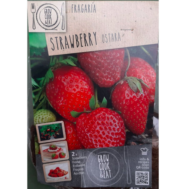 BULBI DI FRAGOLA OSTARA Bulbo Orto Kapiteyn
