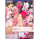 BULBI DI IXIA COLORI MISTI Bulbi Autunnali Kapiteyn