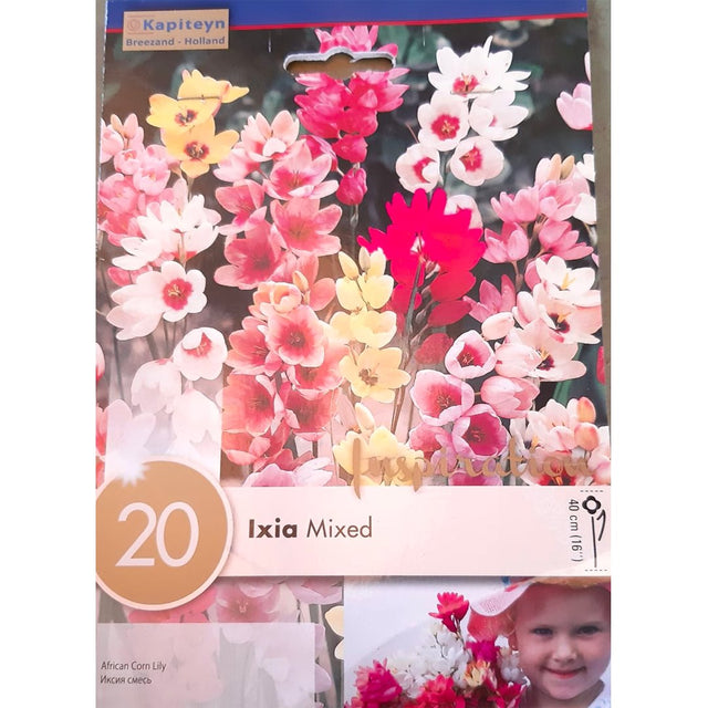 BULBI DI IXIA COLORI MISTI Bulbi Autunnali Kapiteyn