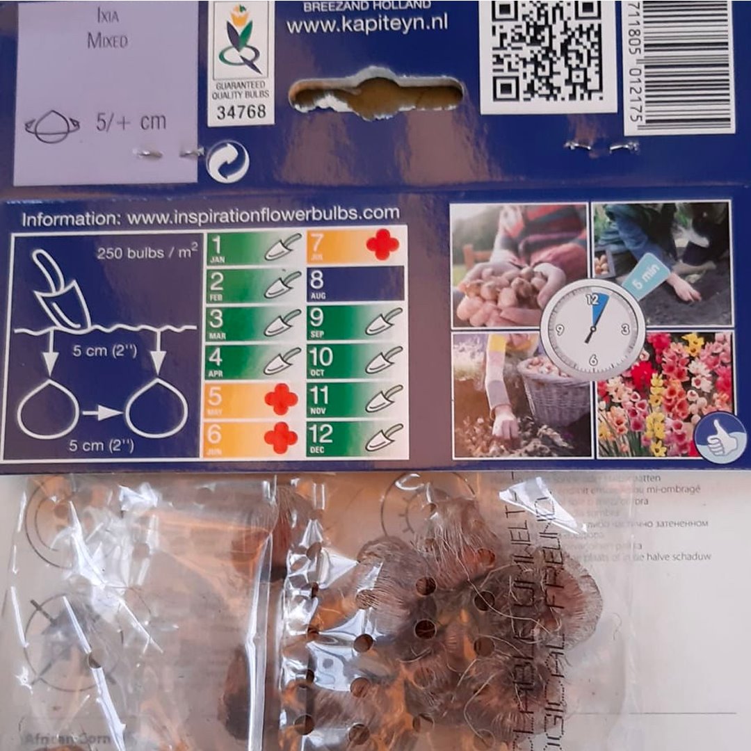 BULBI DI IXIA COLORI MISTI Bulbi Autunnali Kapiteyn