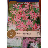 BULBI DI NERINE BOWDENII Bulbi Autunnali Kapiteyn