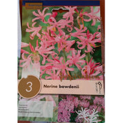 BULBI DI NERINE BOWDENII Bulbi Autunnali Kapiteyn