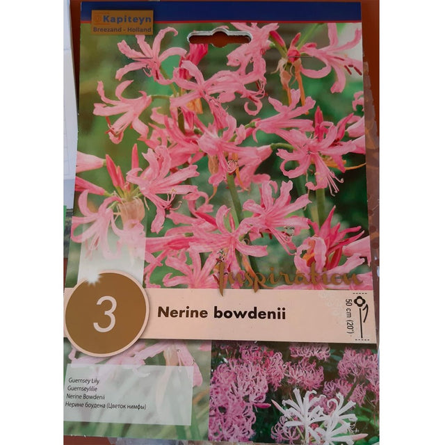 BULBI DI NERINE BOWDENII Bulbi Autunnali Kapiteyn