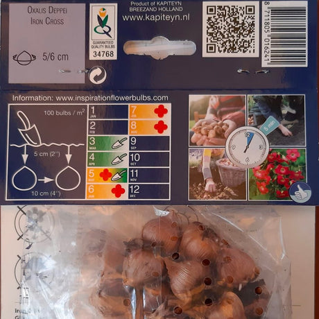 BULBI DI OXALIS DEPPEI Bulbi Autunnali Kapiteyn