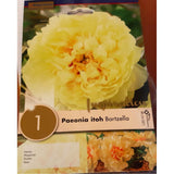 BULBI DI PAEONIA ITOH BARTZELLA Bulbi Autunnali Kapiteyn
