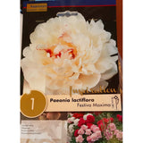 BULBI DI PAEONIA LACTIFLORA FESTIVA MAXIMA