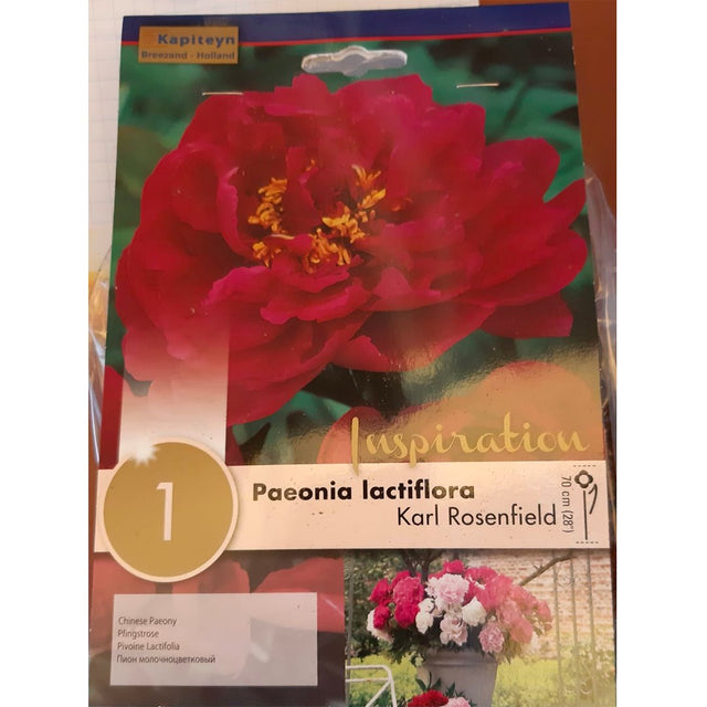 BULBI DI PAEONIA LACTIFLORA KARL ROSENFIELD Bulbi Autunnali Kapiteyn