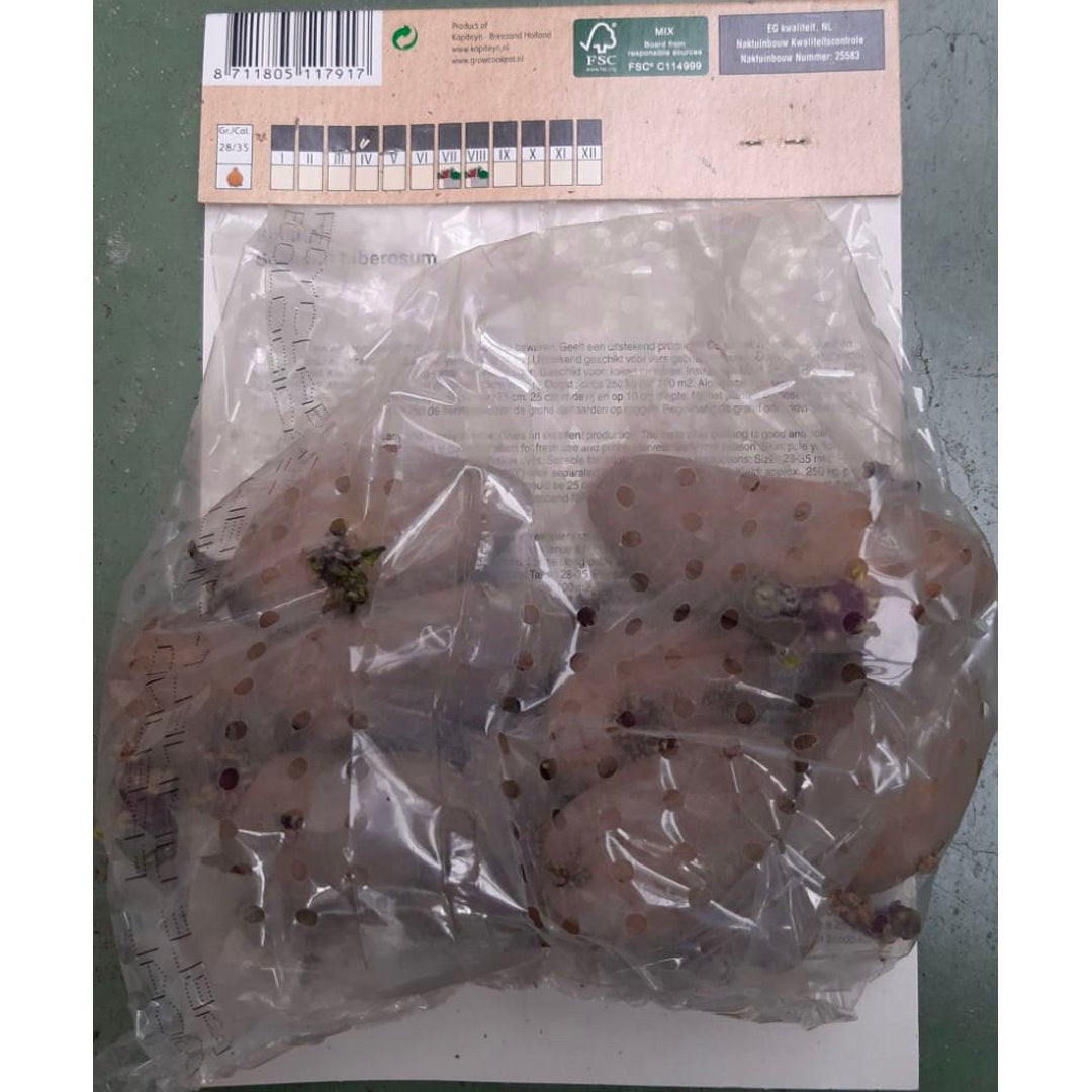 BULBI DI PATATA SPUNTA Bulbo Orto Kapiteyn