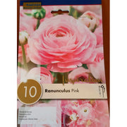 BULBI DI RANUNCULUS PINK