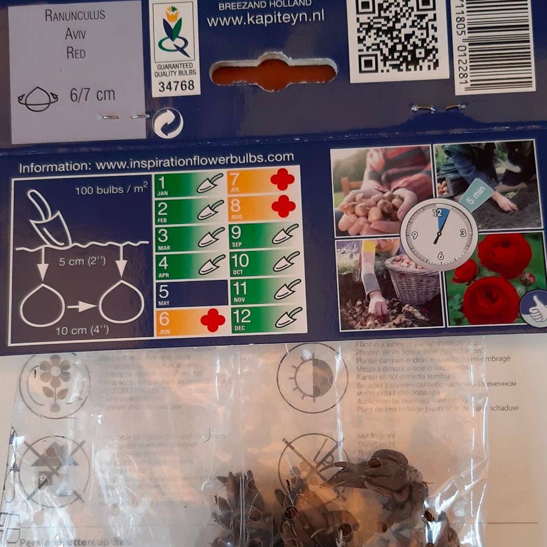 BULBI DI RANUNCULUS RED Bulbi Autunnali Kapiteyn
