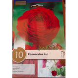 BULBI DI RANUNCULUS RED Bulbi Autunnali Kapiteyn