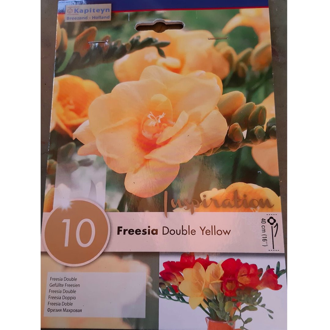 BULBI FREESIA DOUBLE YELLOW Bulbi Autunnali Kapiteyn