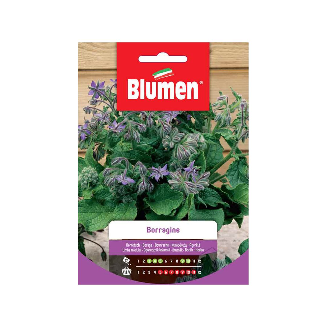 BUSTINA SEMENTI BORRAGINE Sementi Orto Blumen