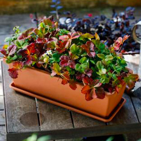 FIORIERA GARDENIE COLORE TERRACOTTA Fioriera EURO3PLAST