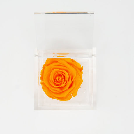 FLOWERCUBE ROSA STABILIZZATA 6X6 - ARANCIONE Rose Stabilizzate Flower Cube