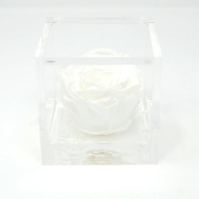 FLOWERCUBE ROSA STABILIZZATA 6X6 - BIANCA Rose Stabilizzate Flower Cube