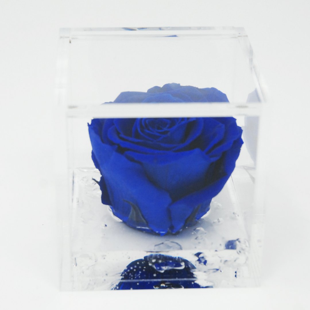 FLOWERCUBE ROSA STABILIZZATA 6X6 - BLU