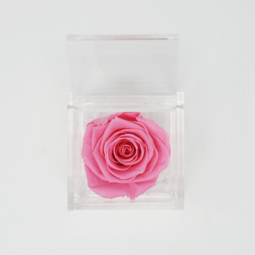 FLOWERCUBE ROSA STABILIZZATA 6X6 - ROSA Rose Stabilizzate Flower Cube