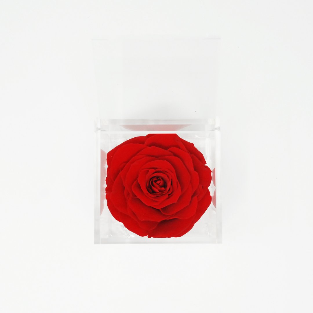 FLOWERCUBE ROSA STABILIZZATA 6X6 - ROSSO Rose Stabilizzate Flower Cube