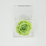 FLOWERCUBE ROSA STABILIZZATA 6X6 - VERDE Rose Stabilizzate Flower Cube