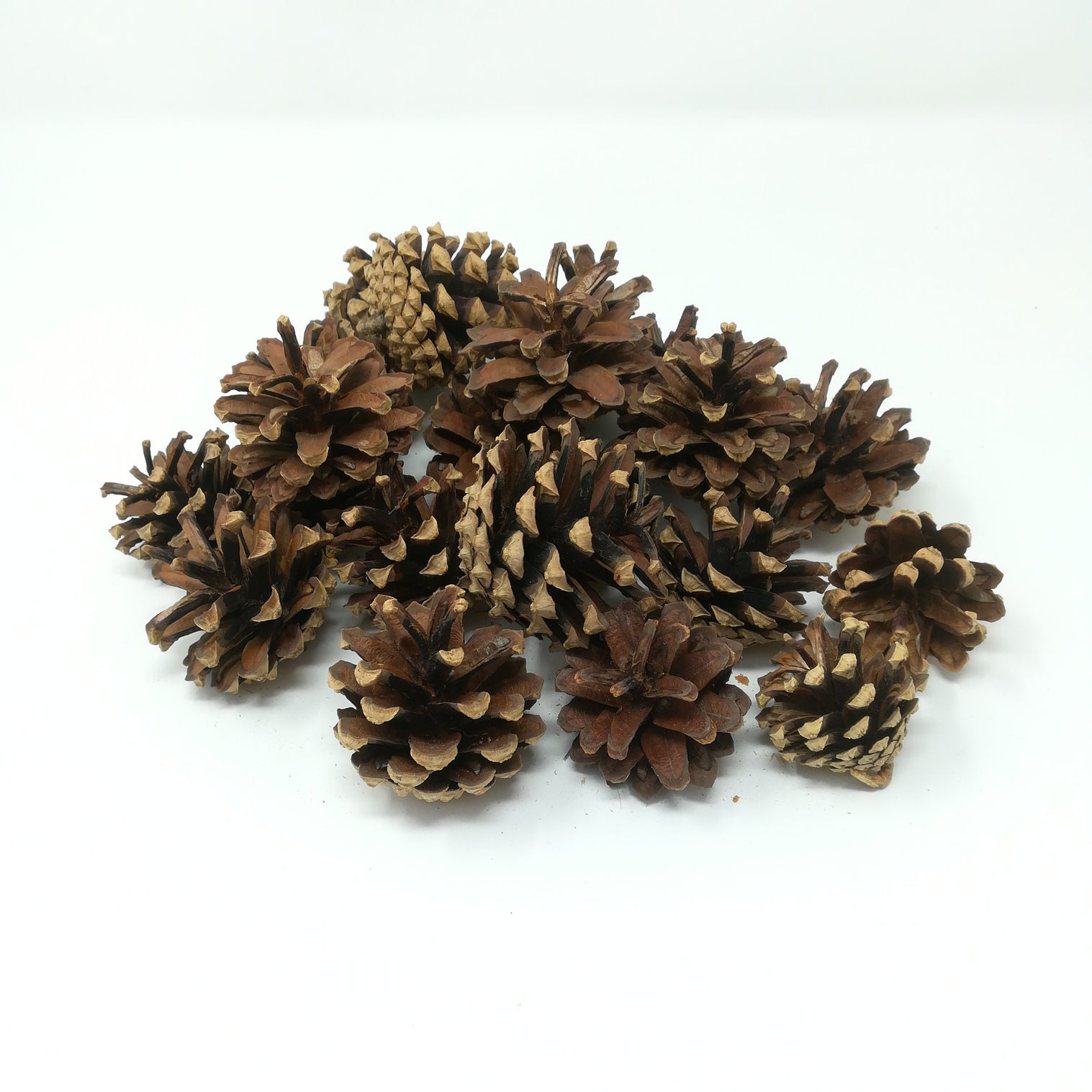 Rete Pigne Naturali 3,5-5CM 200Gr Accessori fiori secchi Garden Team